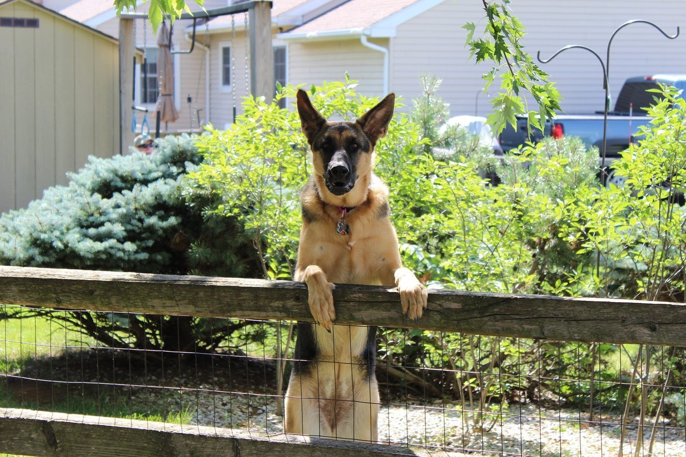 Comment apprendre à votre berger allemand à rester dans le jardin?