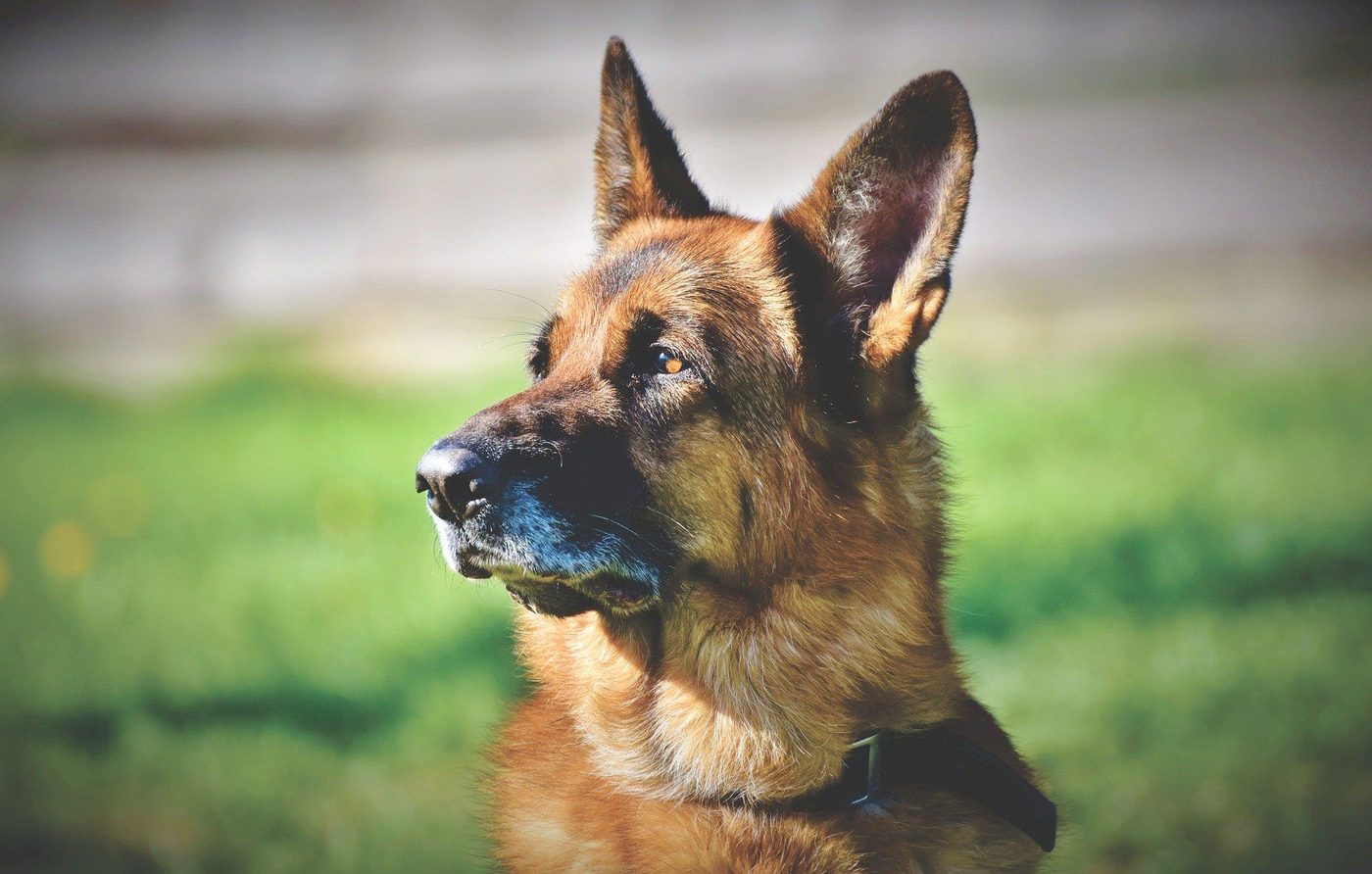 Berger allemand ou berger belge malinois ?